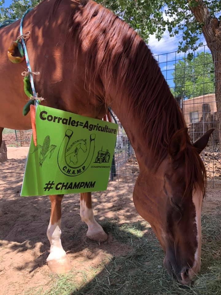 CJ eating Corrales grown grass hay