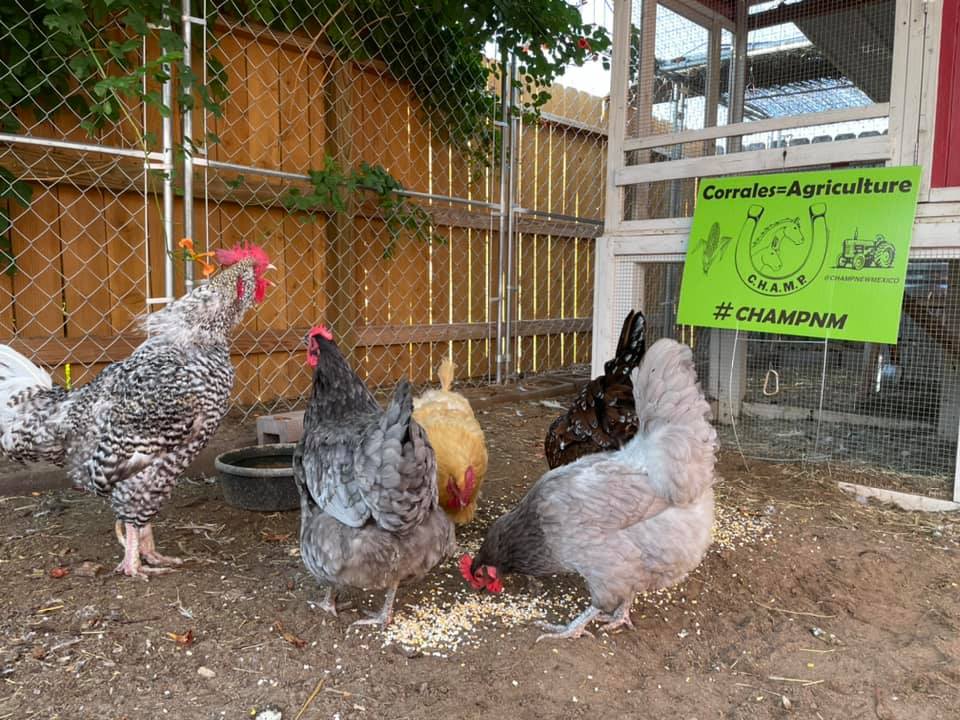 Crowing for Corrales ag