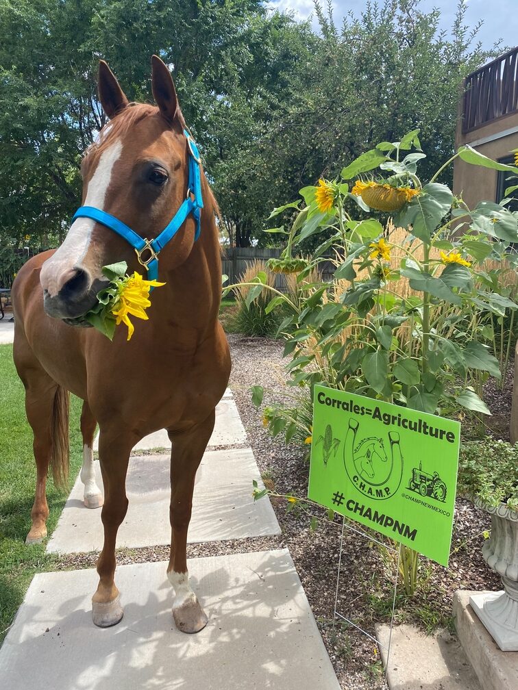 Horse & Flower